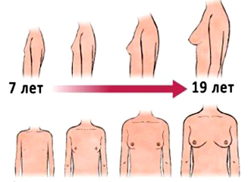 Этапы роста груди
