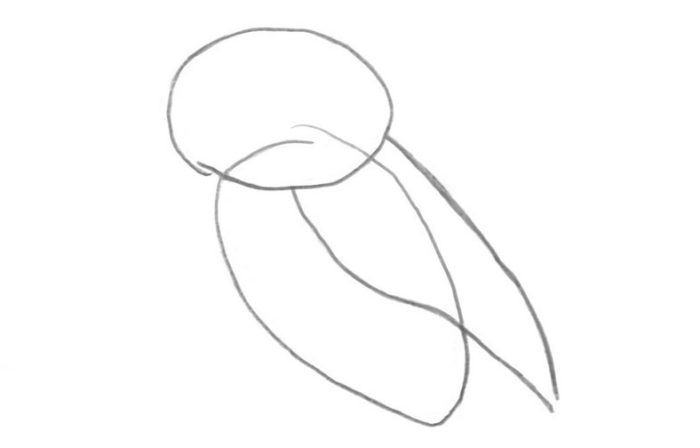 пошаговый рисунок совы, пример 2, шаг 1