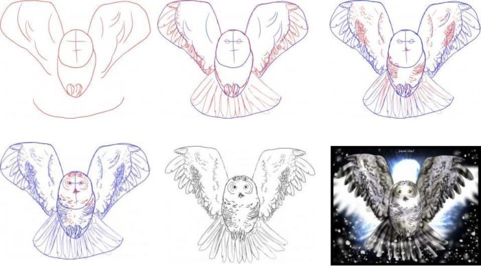 пошаговые фото рисования летящей совы карандашом