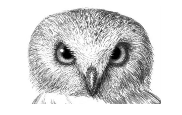 нарисованная карандашом голова совы