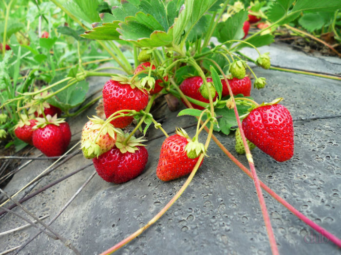 Deshacerse de beber en fresas