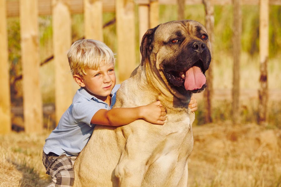 Породы собак для охраны дома и детей