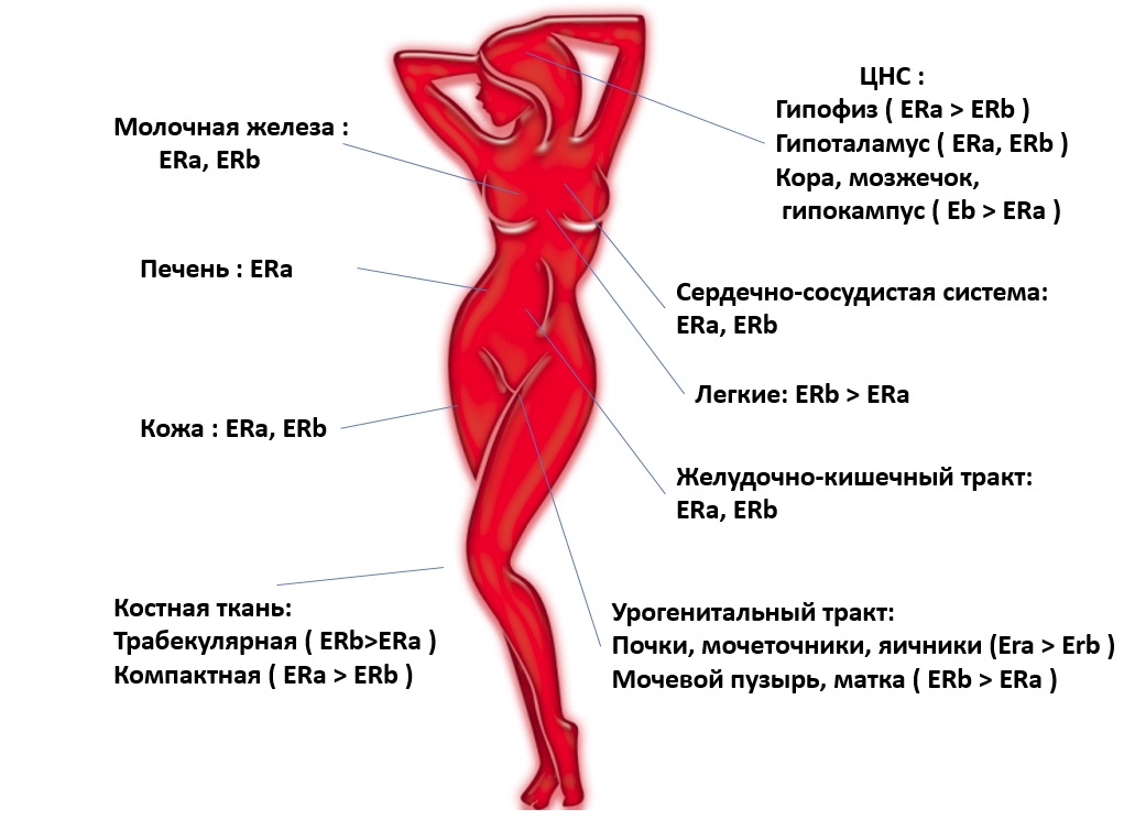 Избыток эстрогенов (повышены эстрогены).