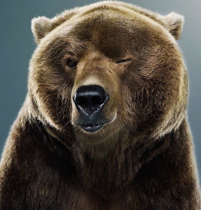 Брутальная аватарка с медведем