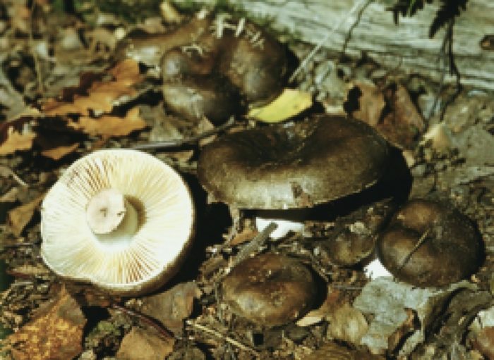 фото грибов чернушек