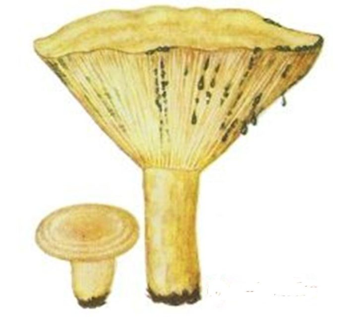 рисунок пихтового груздя из энциклопедии