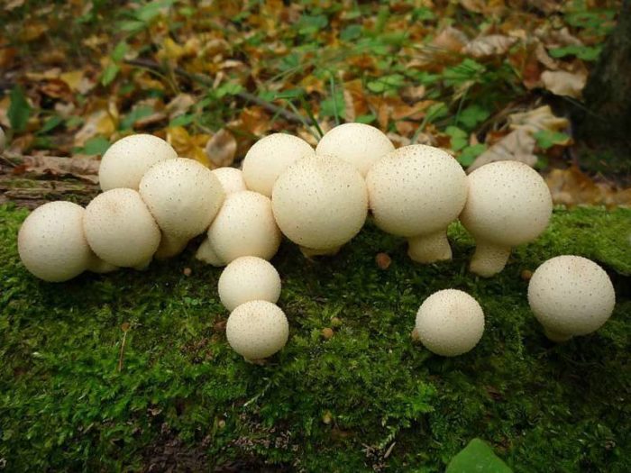 группа молодых грибов дождевиков растут на пне в лесу