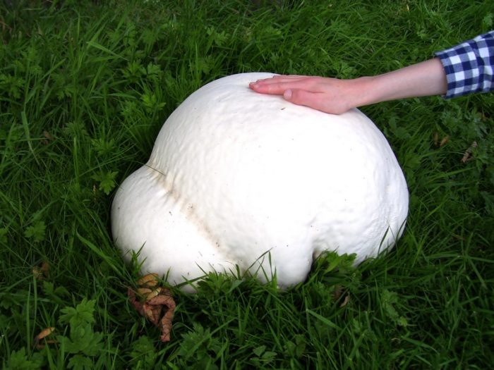 фото гигантского гриба дождевика на фоне человеческой руки