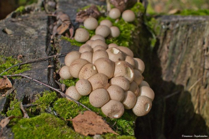 семейство грибов дождевиков на пне