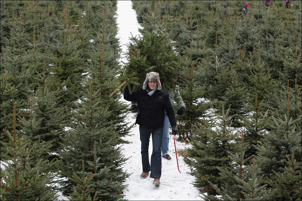 Quanto tempo dovrebbe stare in piedi l'albero dopo Natale?
