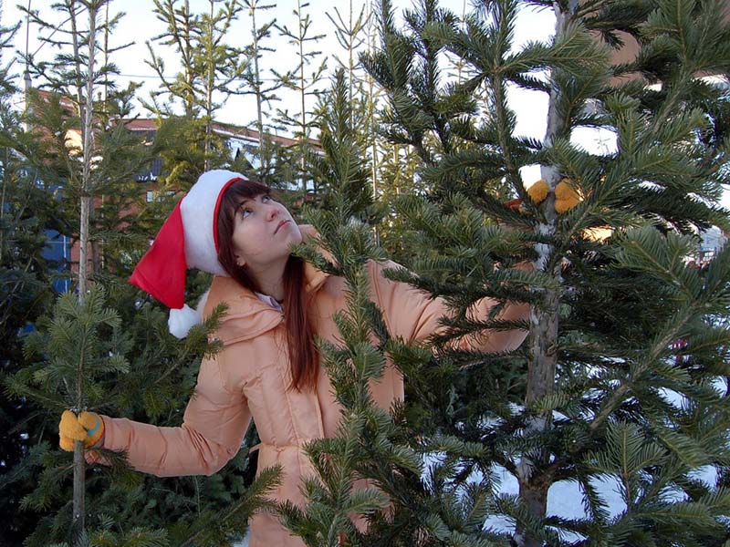 ต้นไม้ควรยืนอยู่นานแค่ไหนหลังจากวันคริสต์มาส?