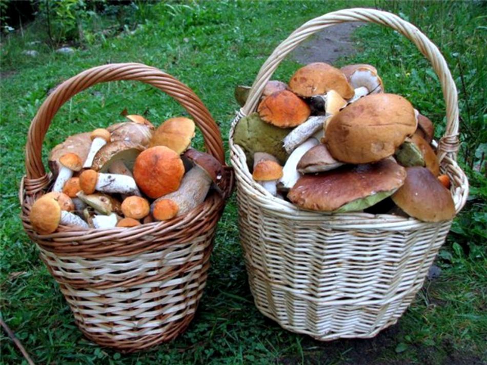 Как и сколько можно хранить свежие грибы без обработки после сбора?