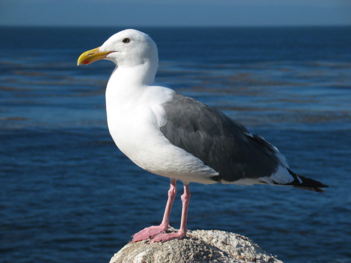 Gull_ca_usa