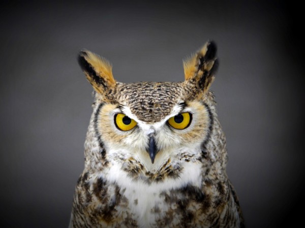 Horror-Owl-Wallpapers-HD-Pictures-600x450