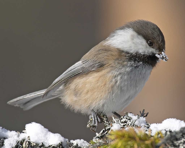 serogolovaya-gaichka foto 1 (onbird.ru)