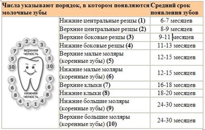 shema-prorezyvaniya-molochnyh-zubov