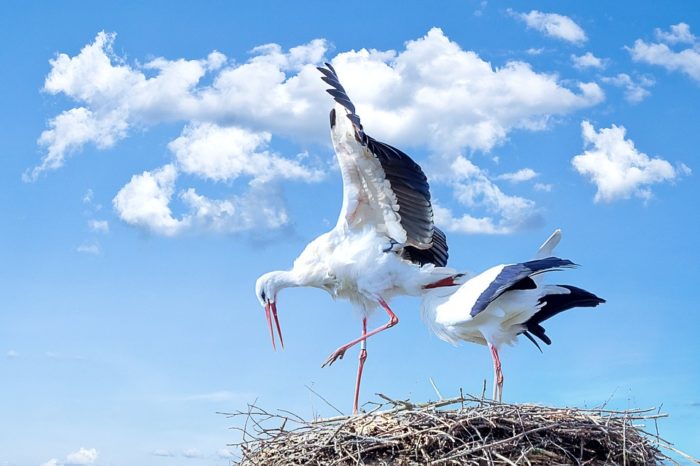 stork-838424_960_720