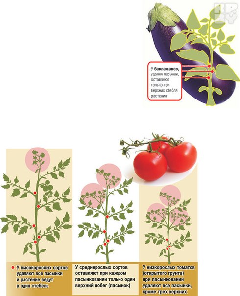 Как формировать томатные кусты