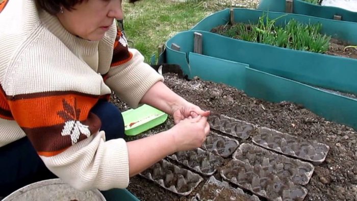 женщина высевает морковь в лотки из-под яиц с землей