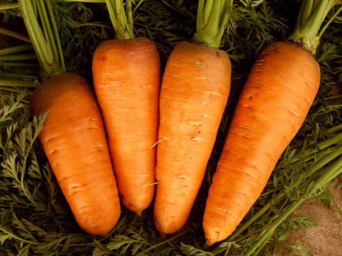 отборная морковь после удобрения почвы во время ее роста