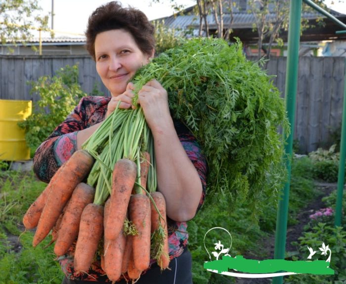женщина с огромными корнеплодами моркови в руках