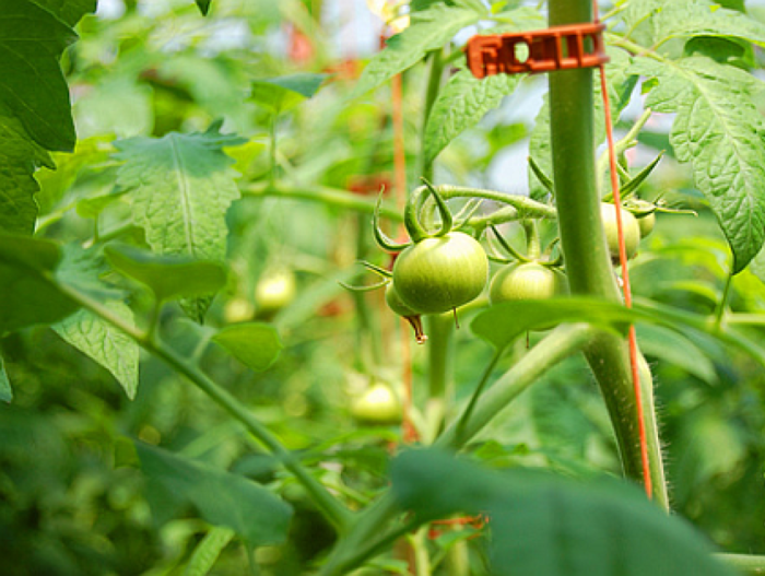los jóvenes arbustos de los tomates están atados y se sujetan con una pinza especial.