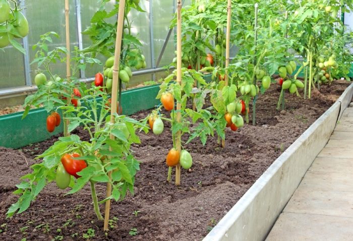 predeterme en las clavijas de tomates en el invernadero
