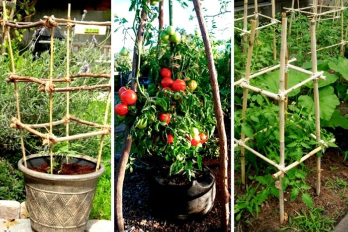 bunky pre pestovanie paradajok v nich bez ďalšej bližšie