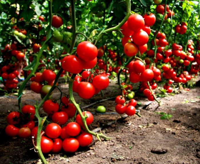 стиглі грона томатів підв'язані на грядці