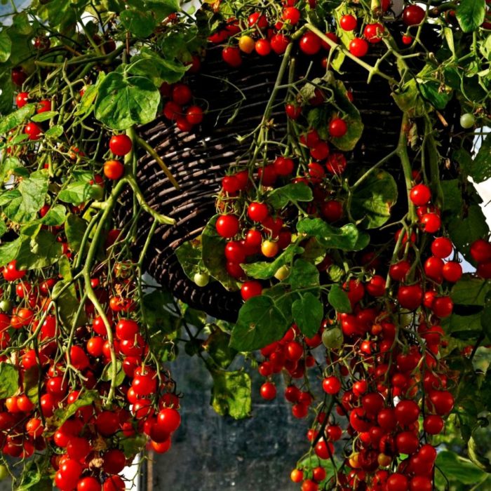 los tomates cherry maduros están atados a una cesta.