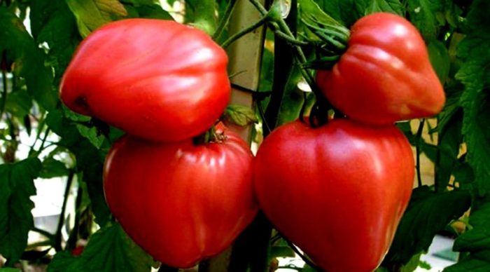 великі плоди томатів, підв'язаних до кілочка
