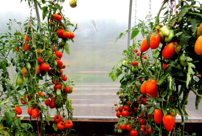 kuas tomat tinggi dengan buah-buahan dewasa di rumah kaca