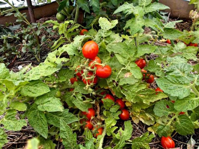 tomates mûres sur un buisson qui n'a pas été attaché