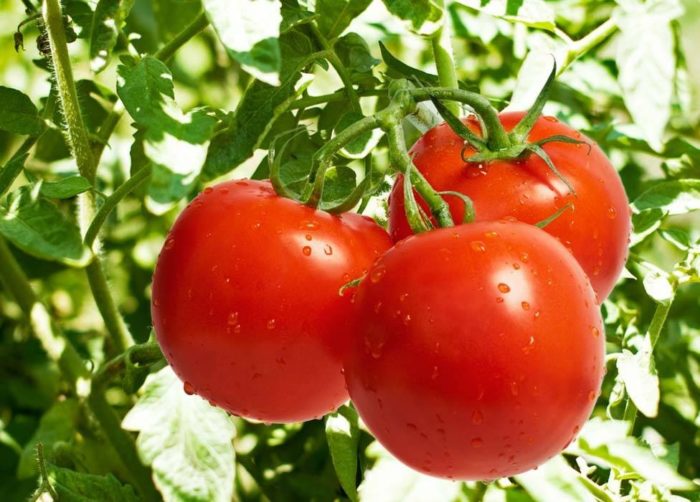 ripe tomatoes of low grades