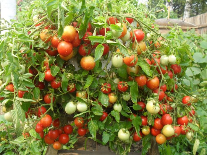 bundet täta buskar Tall tomat på utomhusjorden