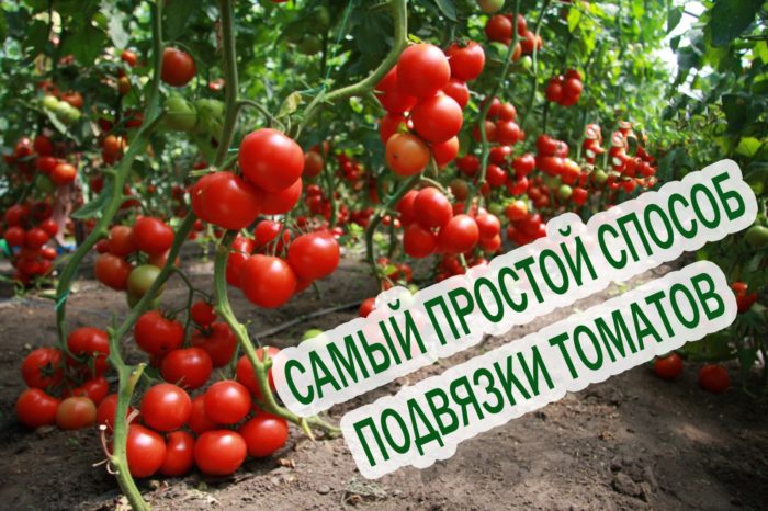geboren mit gebundenen reifen und konstruktiven Tomaten