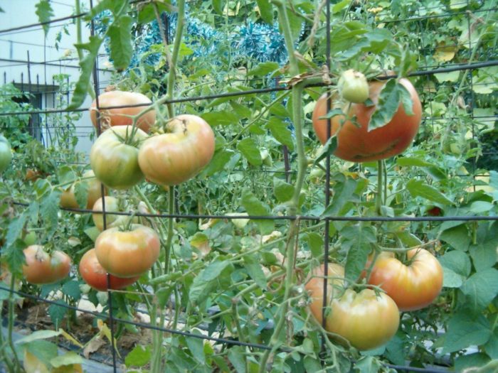 los tomates de invernadero se basan en una cuadrícula especial.