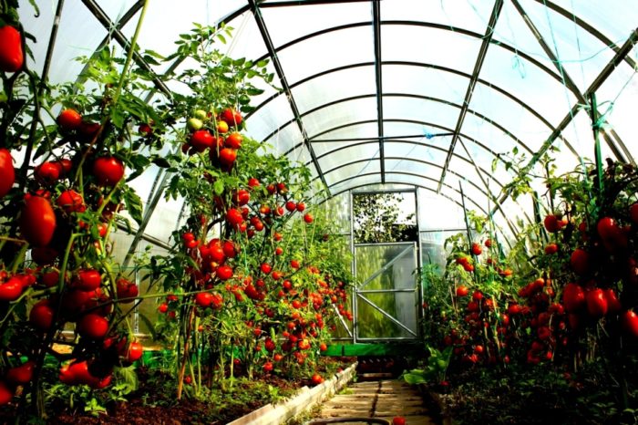 rumah kaca polikarbonat dengan tomat konstruktif puas