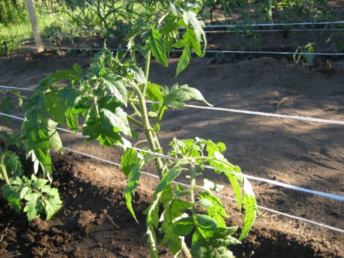 tomat växer mellan sträckta trådar