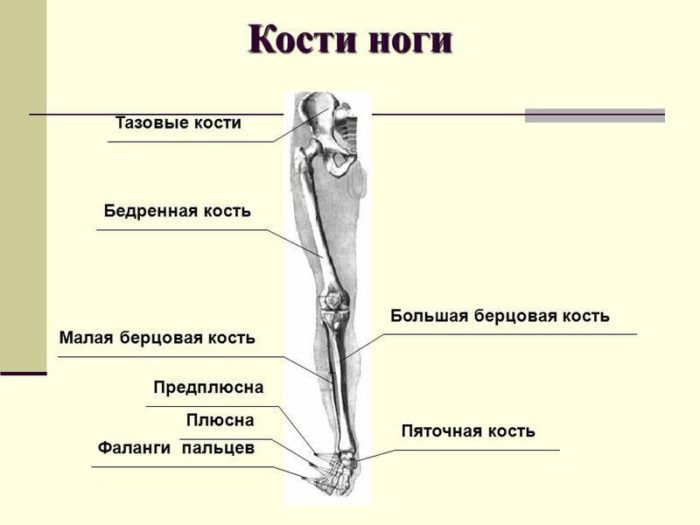Кости ноги