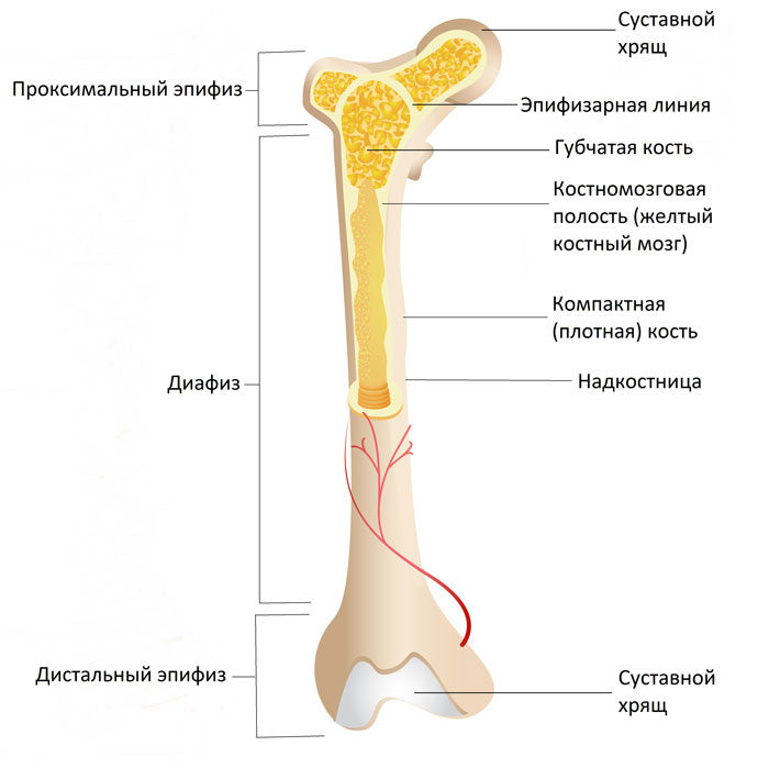 Кость и строение