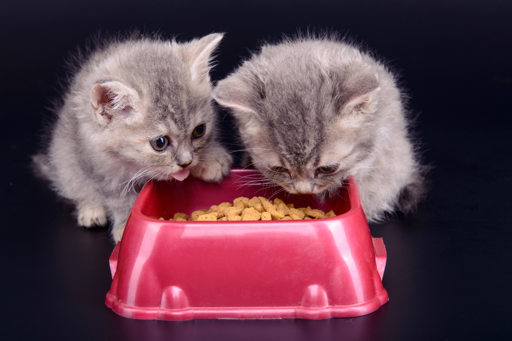 essen für Kätzchen
