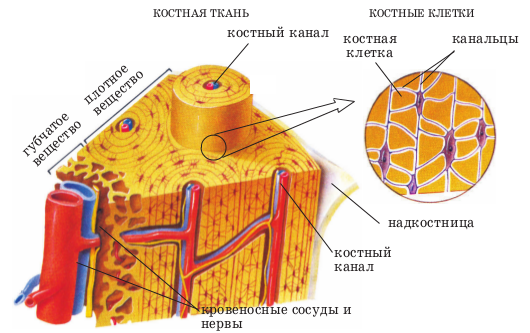 Внутренние ткани 