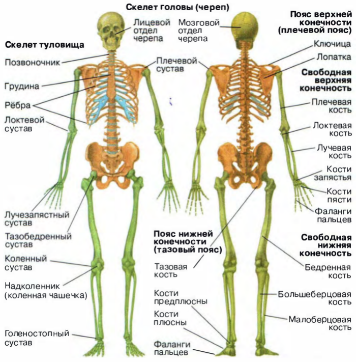 Описание всех костей человека