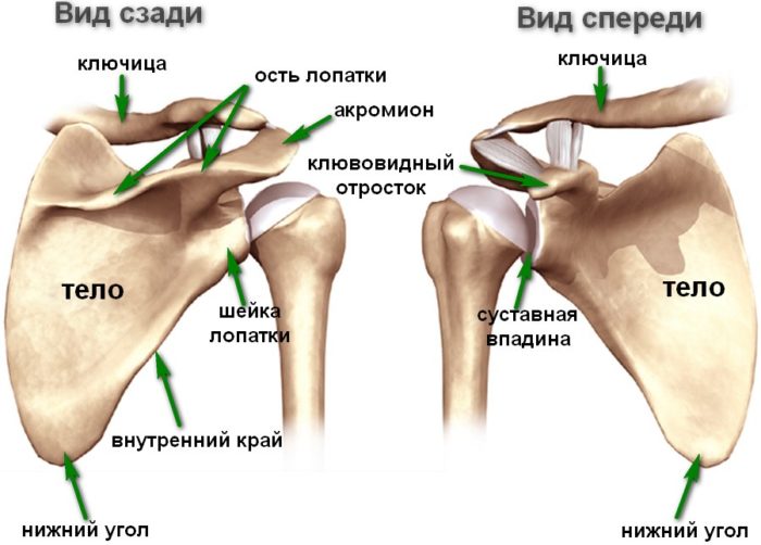 Плечо и предплечье