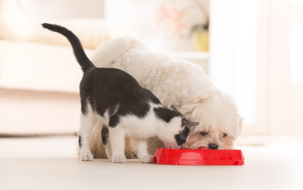 Makanan untuk kucing dan anjing