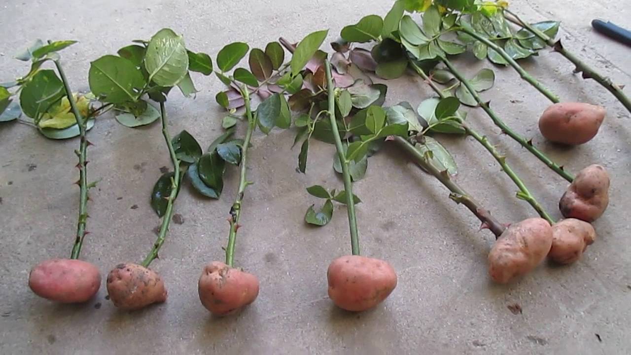 Проращивание в картошке