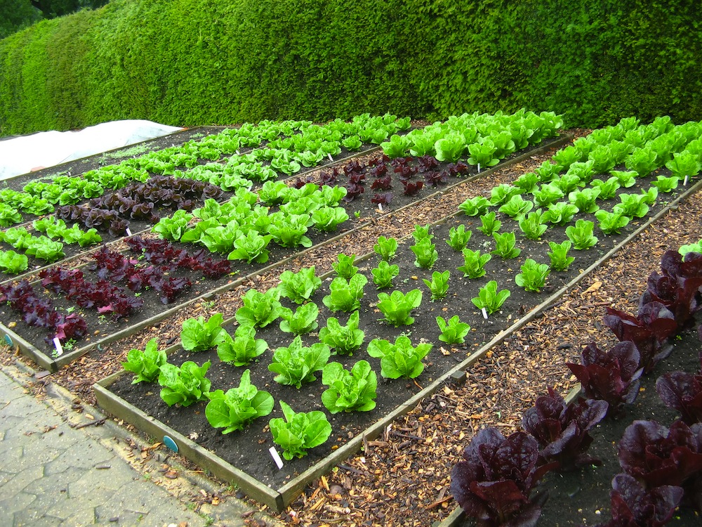 1000x750xhome-food-gardens-fitq3edf.jpg.pagespeed.ic_.n3VbAP0Gv9