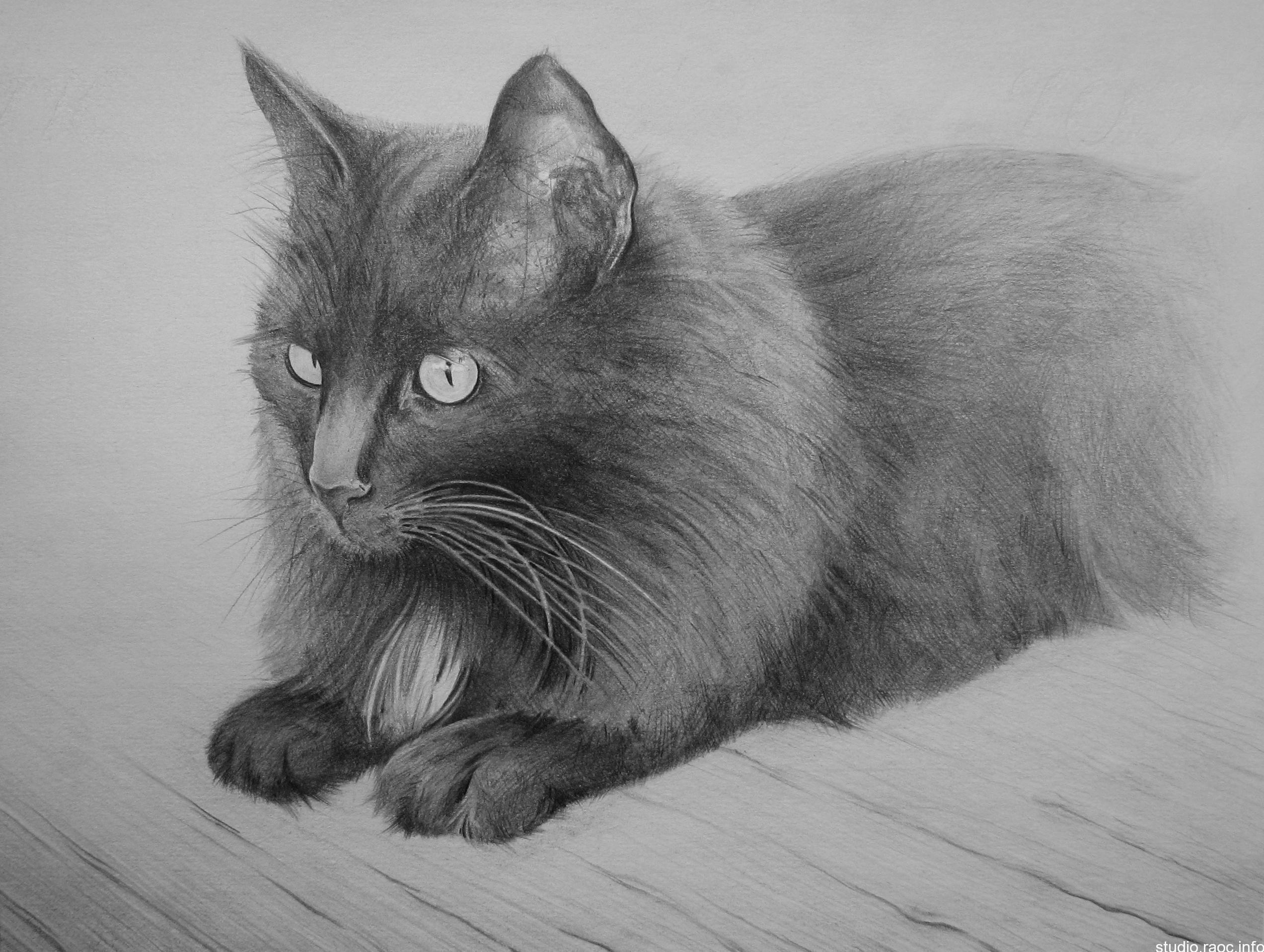 Фото рисунка кошки. Кошка рисунок. Кошка карандашом. Кошка рисунок карандашом. Красивые рисунки кошек карандашом.