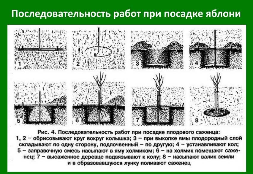 Как правильно посадить. Схема посадки саженца яблони. Схема посадка саженца плодовых деревьев. Схема посадки плодового саженца. Схема посадки саженцев яблони.